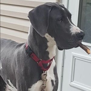 Meet your Posher, Gavin